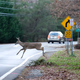 Illustration for article titled Jalopnik PSA: Deer-Related Car Accidents Spike In November